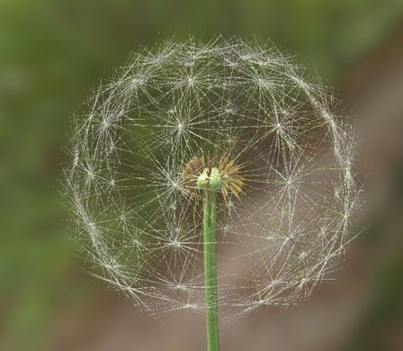 Dandelion 3D Model 3D Model
