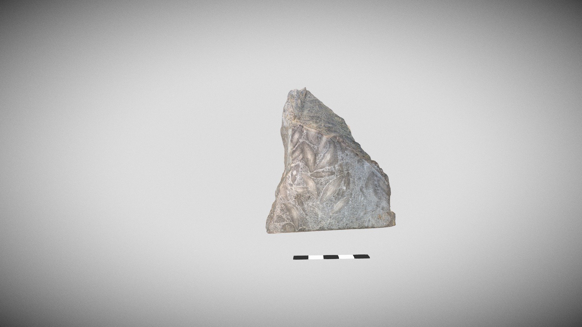 Nummulites laevigatus