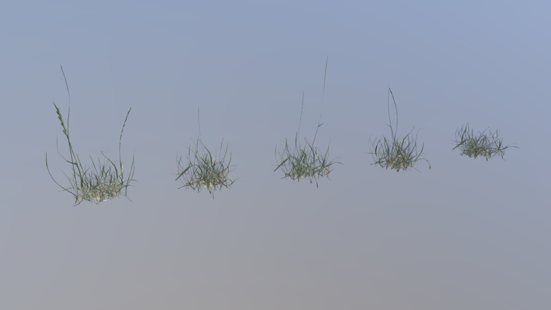 3D model Perennial Ryegrass Pack - This is a 3D model of the Perennial Ryegrass Pack. The 3D model is about a group of plants in the water.