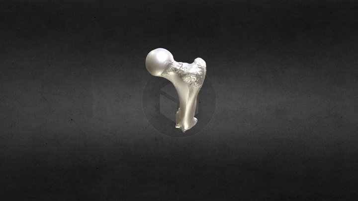 Loxodonta africana (elephant) Left Femur 3D Model