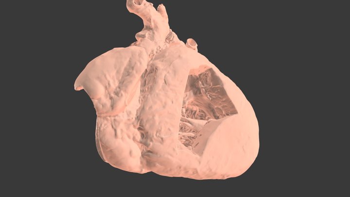Cavc 3D models - Sketchfab