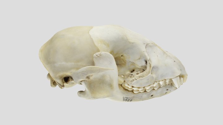 UWYMV 5429, Procyon lotor - Complete Skull 3D Model