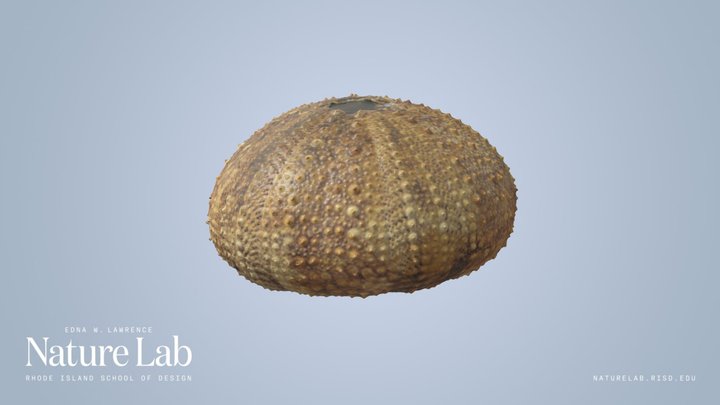 Urchin