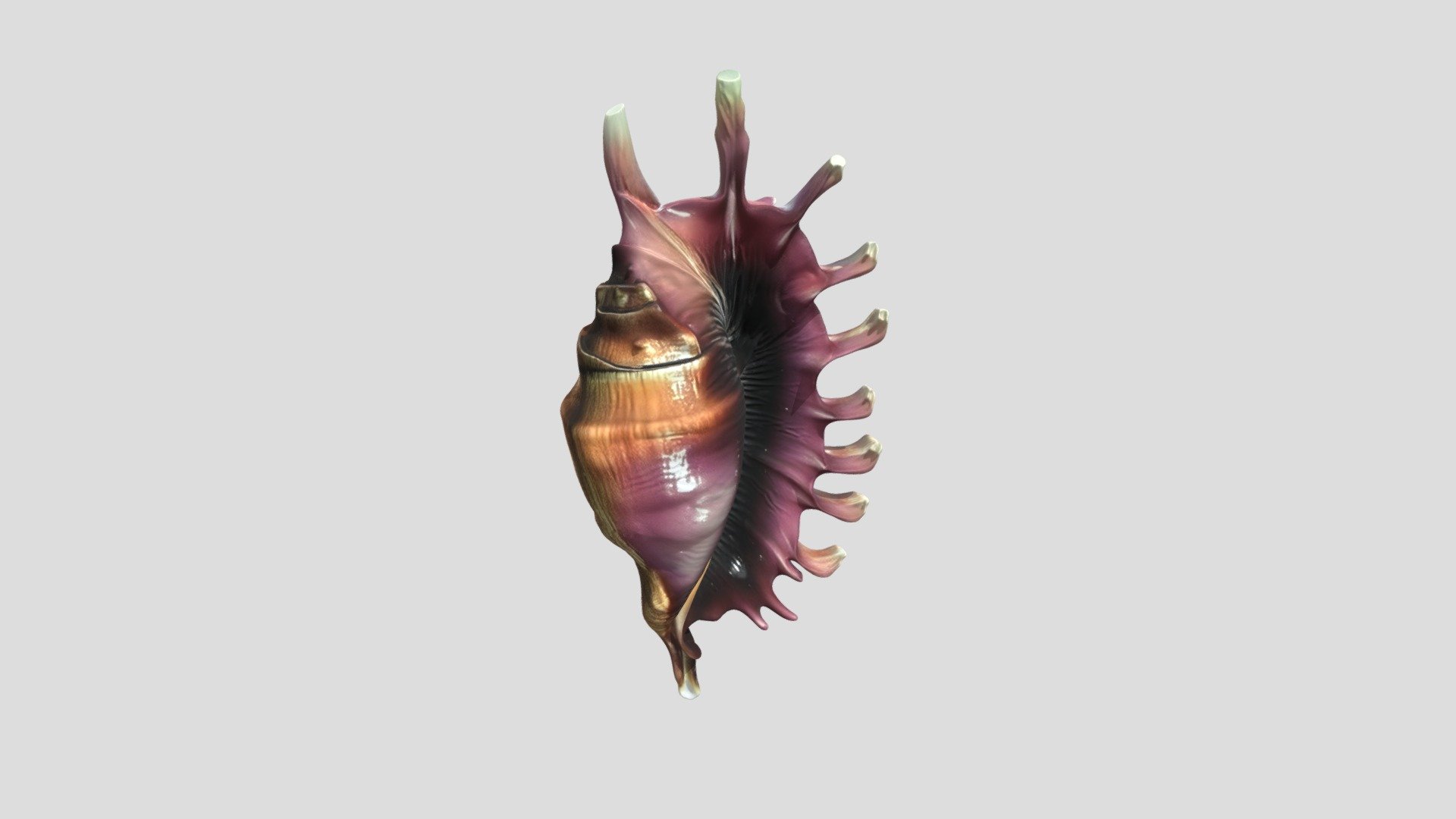 Ruffled Crown Shell - 3D model by leyraa [88ca128] - Sketchfab