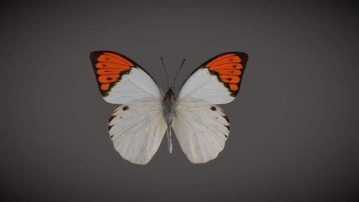 0609-S 3D Model