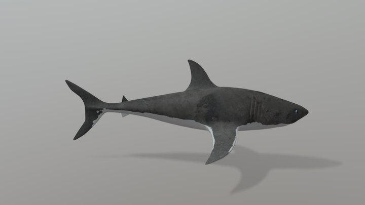 White Shark 3D Model