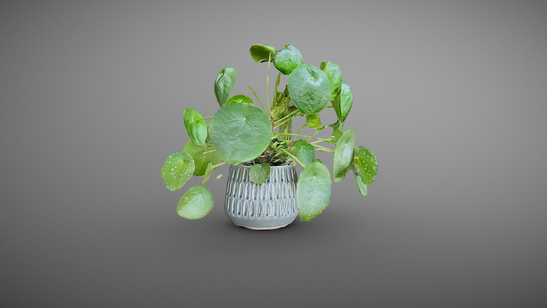 Pilea peperomioides - iPhone 3d scan