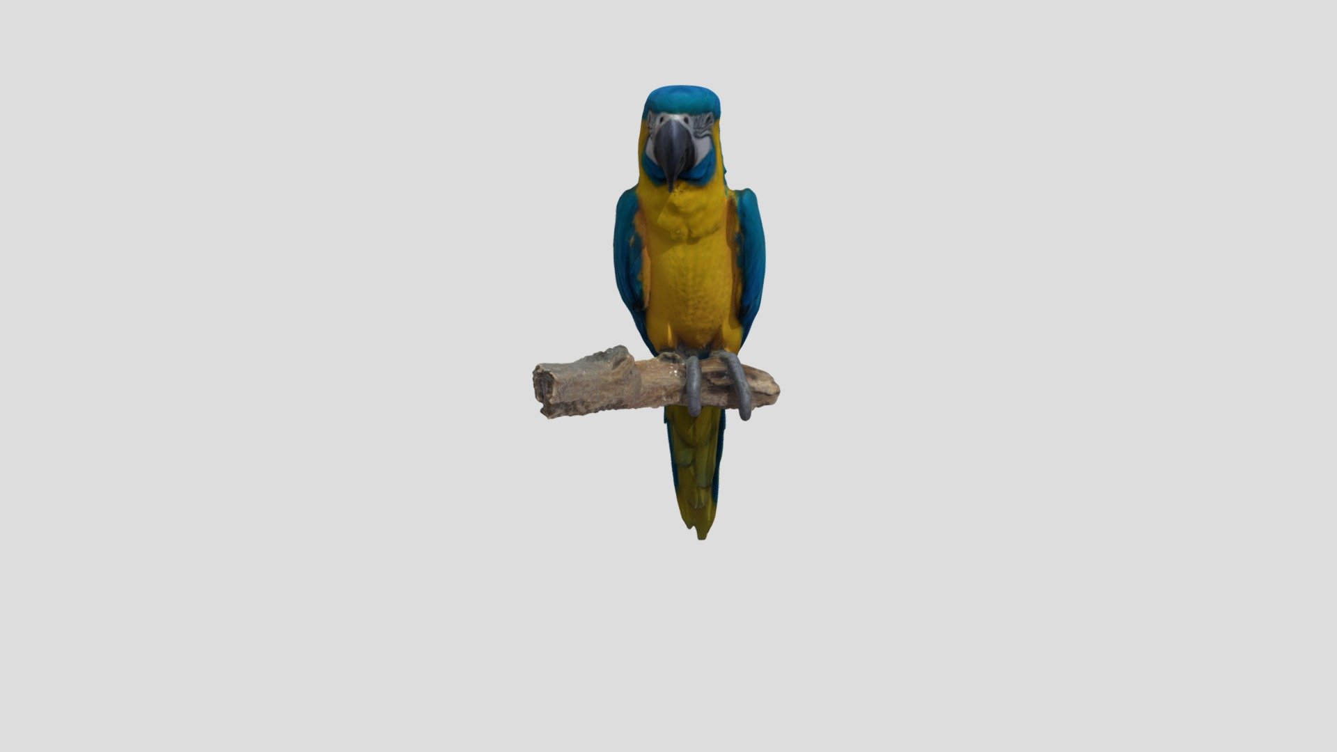 Burung BEO - Download Free 3D model by kadalmon [88d3fe9] - Sketchfab