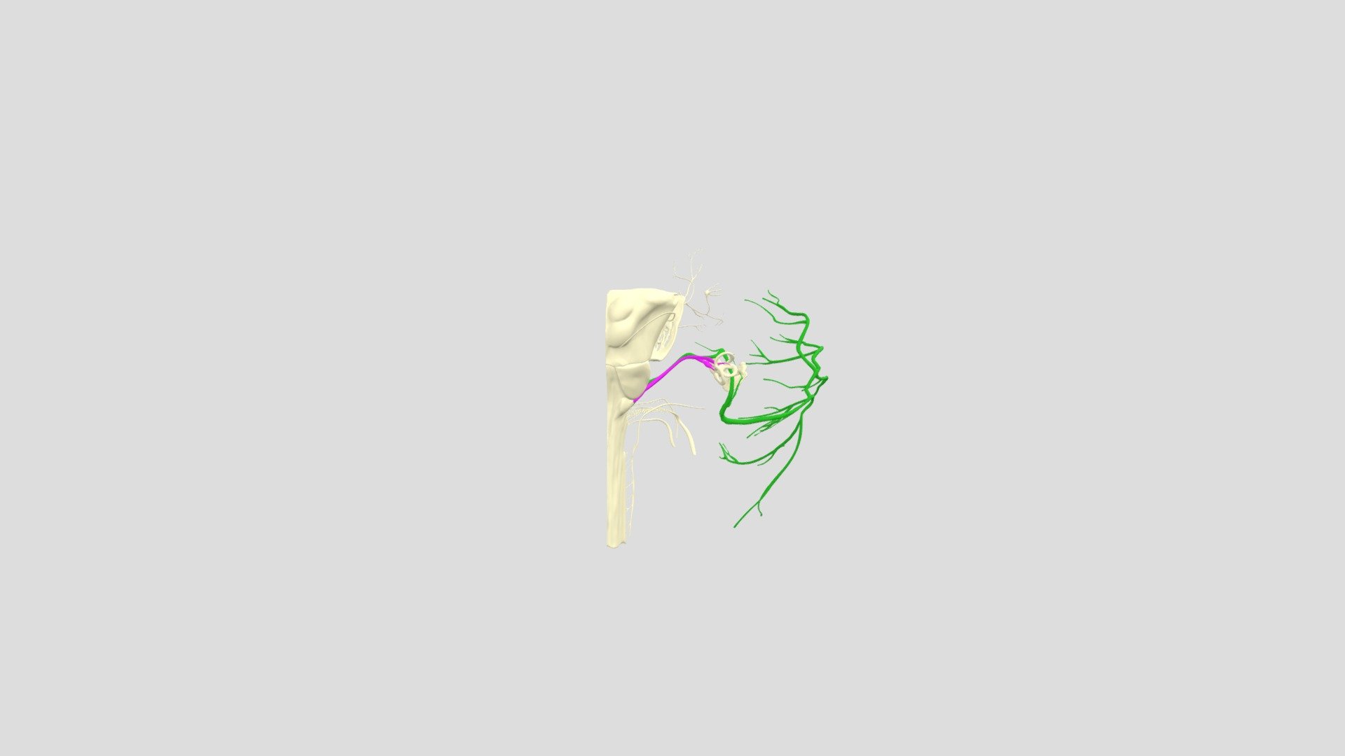 1-correct - 3D model by arthurvolpb [88d5f9c] - Sketchfab