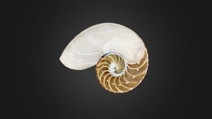 Nautilus pompilius 3D Model