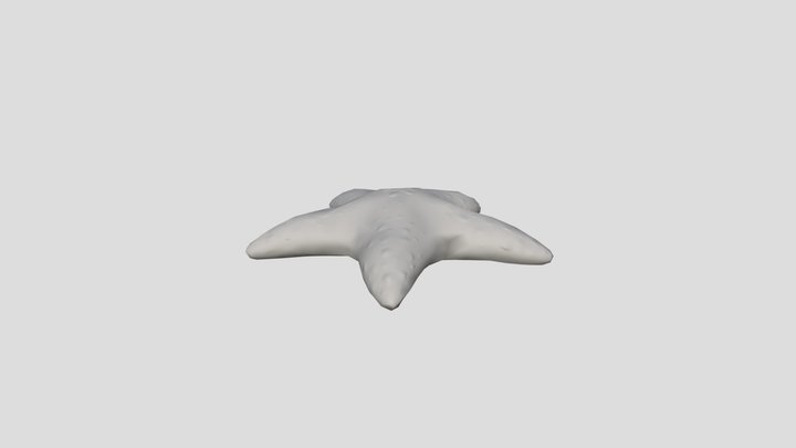 Starfish 3D Model