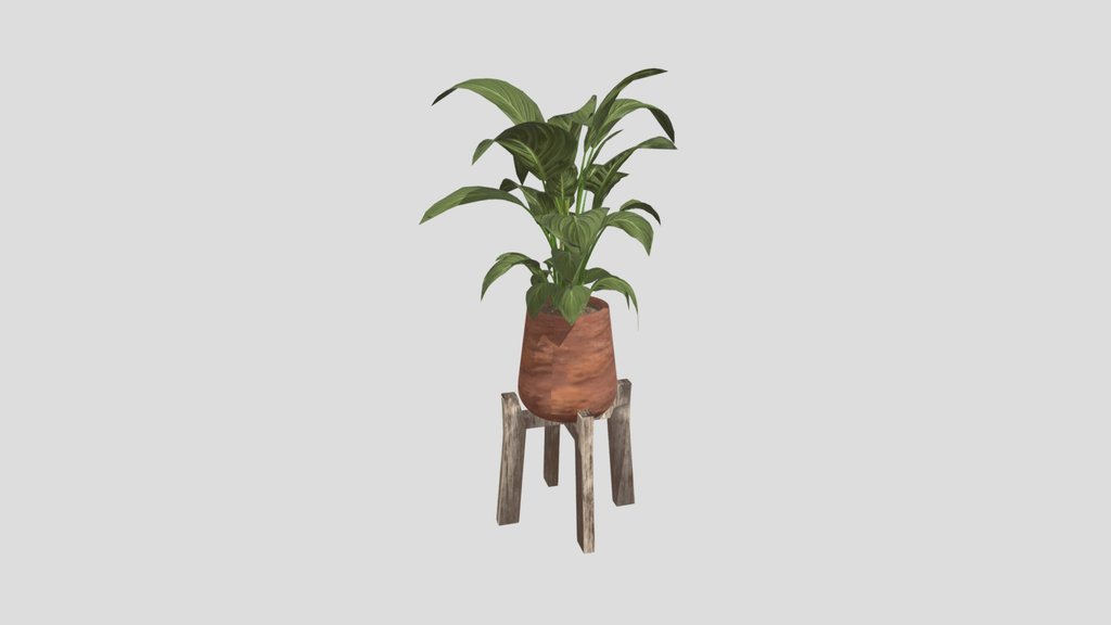Aspidistra Plant