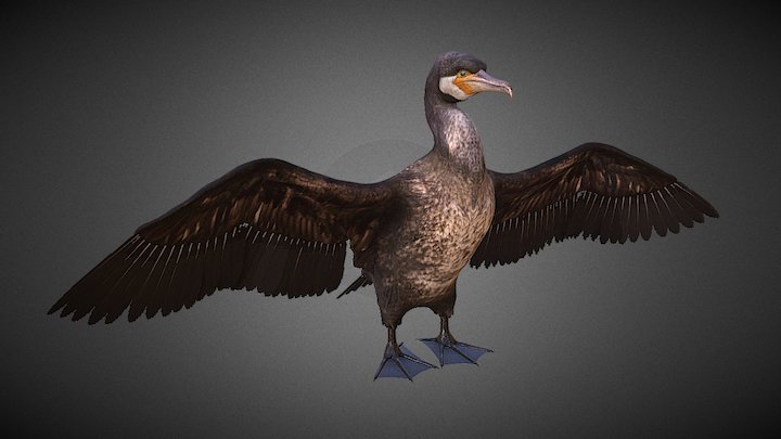Aalscholver 3D Model