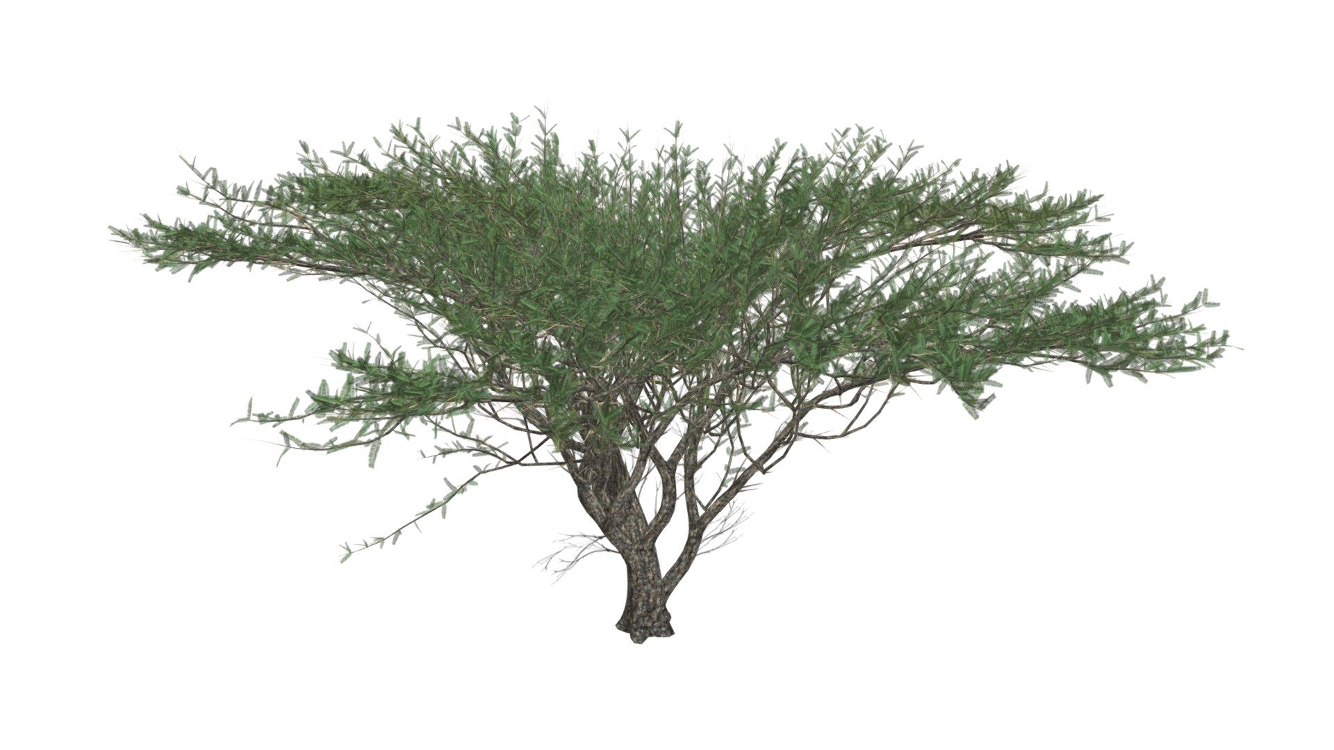 Umbrella Thorn Tree #02 - Buy Royalty Free 3D model by meshshape ...