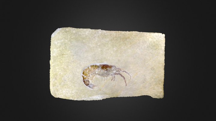 Crustacean: Aeger tipularius (PRI 50595) – Modelo 3D gratuito STL