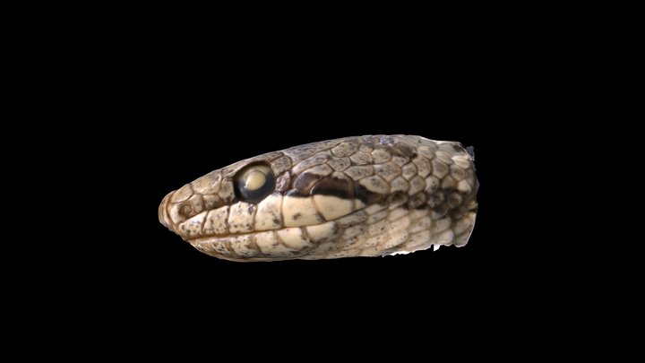 Coronella austriaca 3D Model