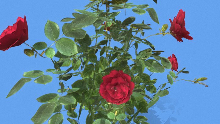 Rose flower 3D Model