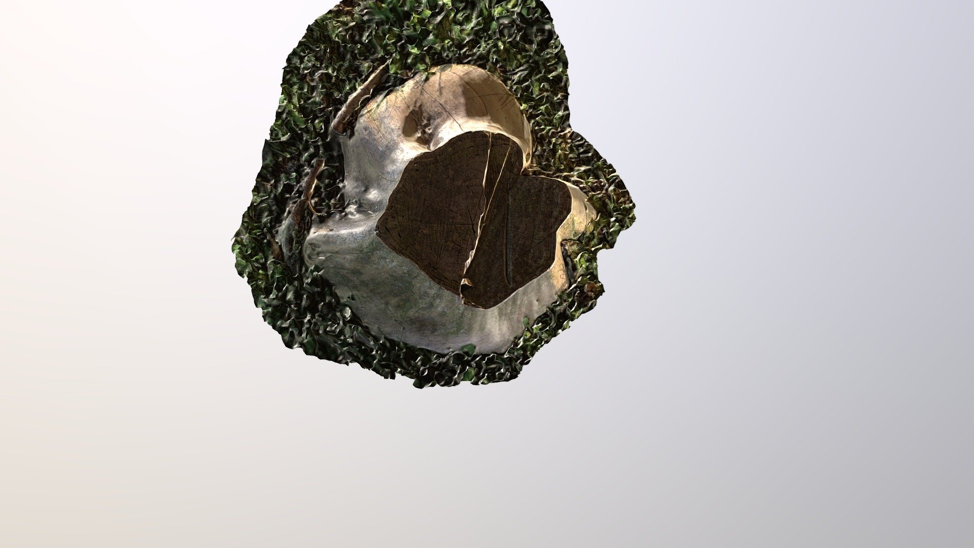 Tree- Trunk March