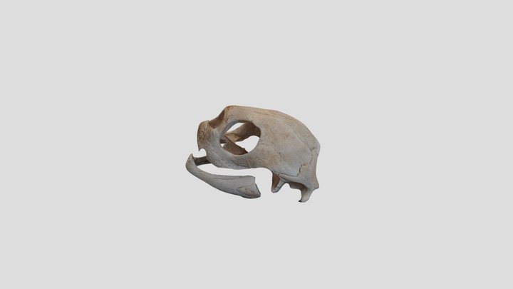 Snapping Turtle 3D Skull scan 3D Model