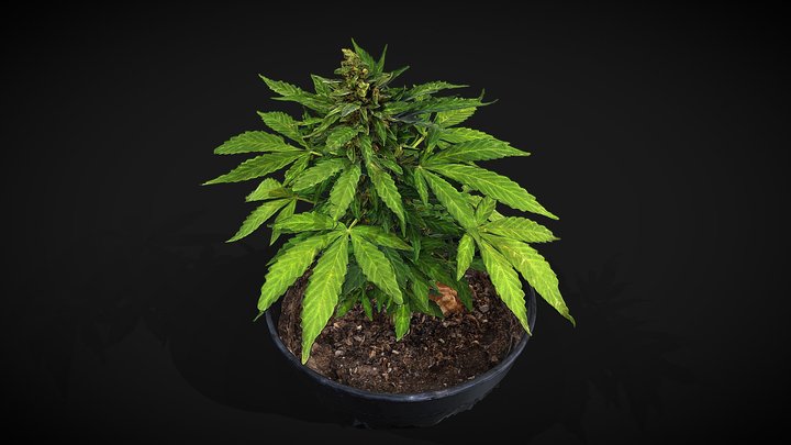 Cannabis plant 3D Model