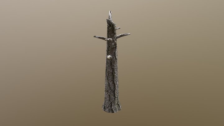 Árvore Velha 3D Model