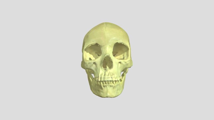 Homo sapiens female 3D Model