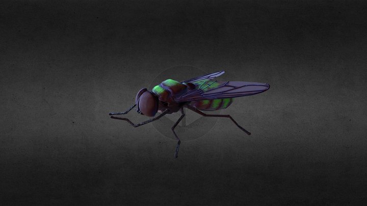 Fly - A 3D model collection by JesseBarrios - Sketchfab
