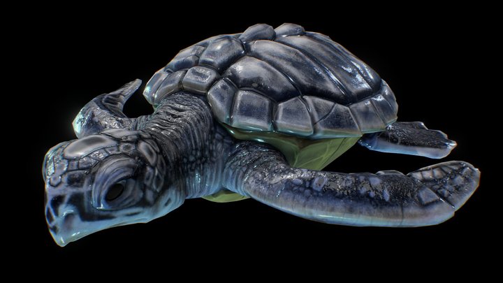 Kemp's Ridley Turtle 3D Model