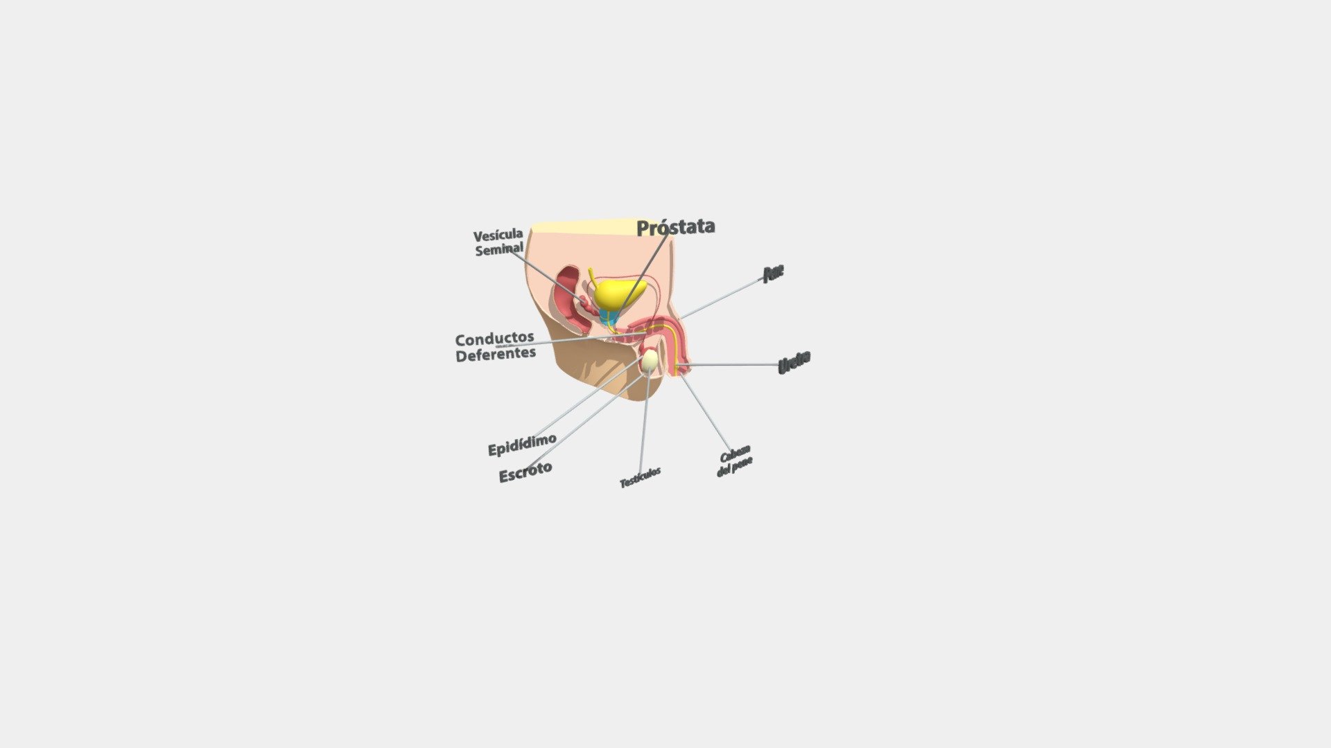 Hombre corte transversal