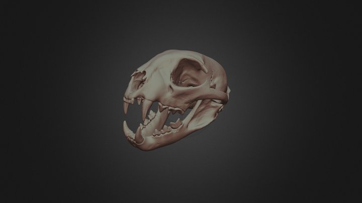 Zooarchaeology Specimen #2 3D Model