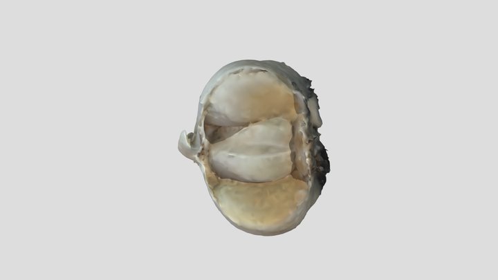 Ķiploks_Beļajevskova_16praktd 3D Model