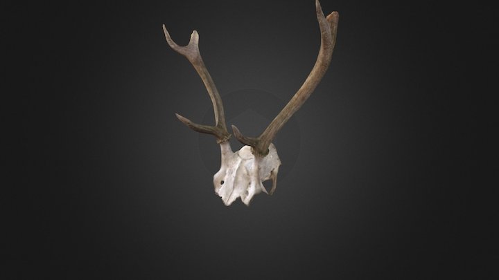 Cráneo de ciervo 3D Model