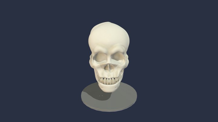 Human scull 3D Model