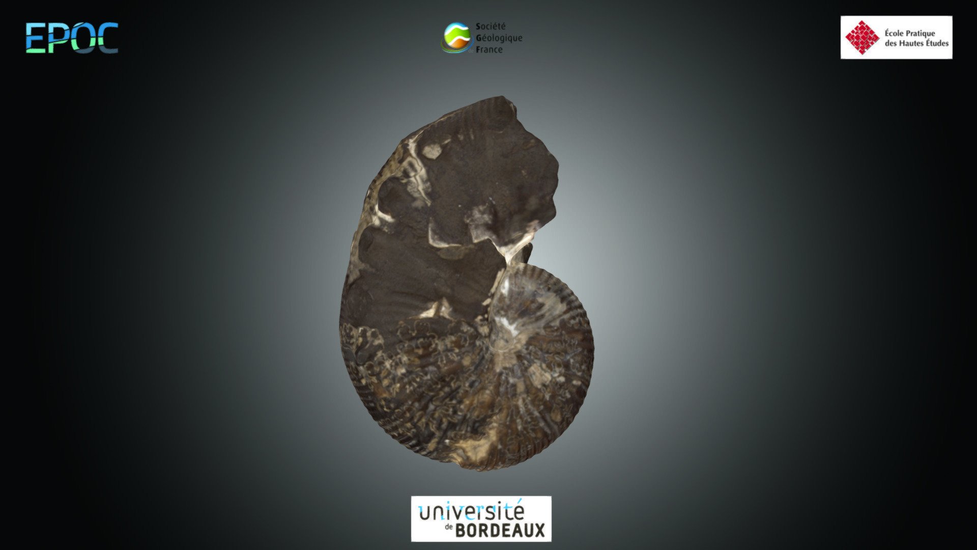 Ammonite - Scaphites sp.