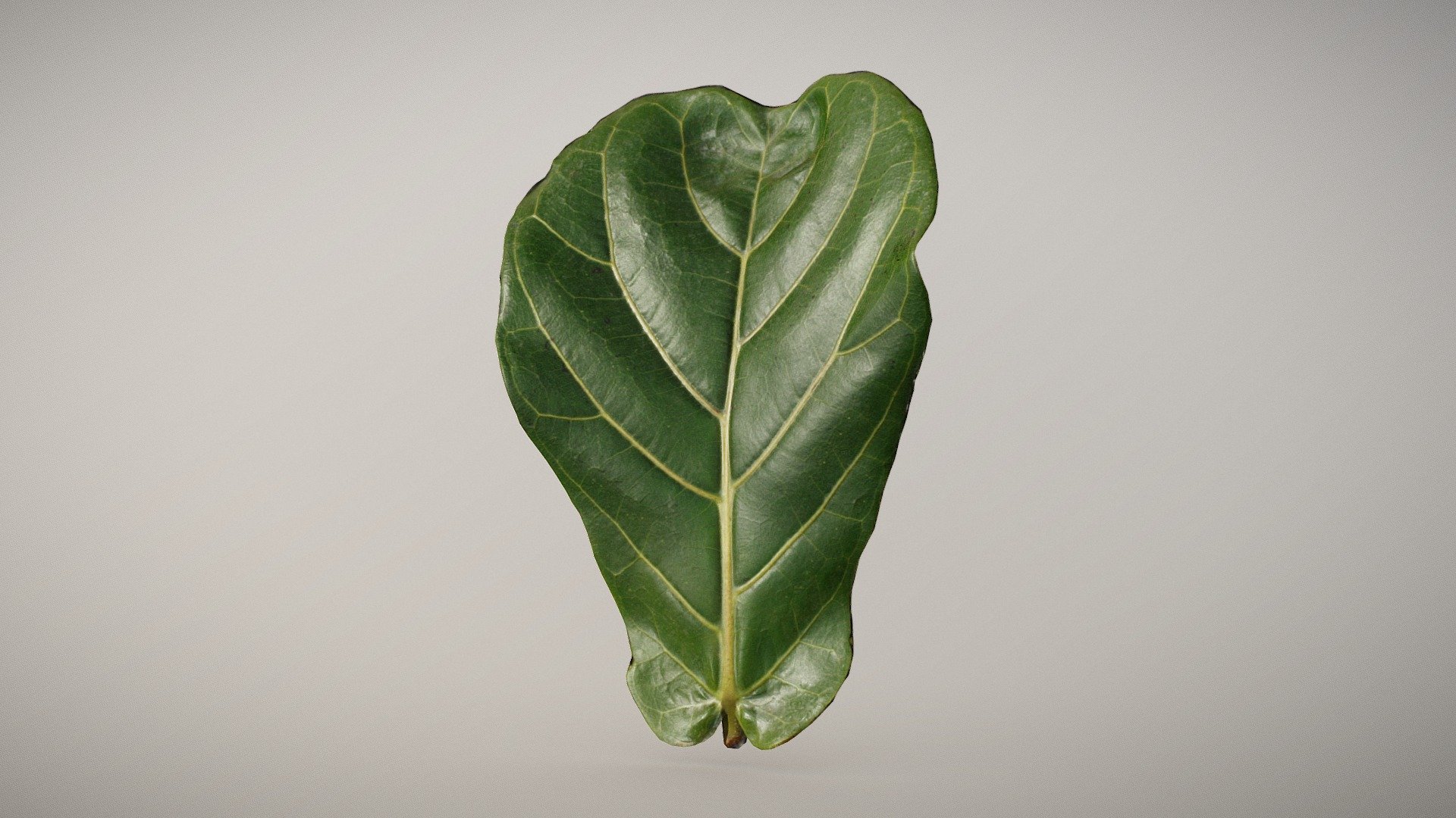 Green Fiddle Leaf - Buy Royalty Free 3D model by inciprocal ...