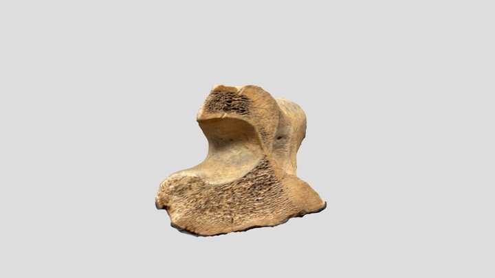 Cut Faunal Bone 3D Model
