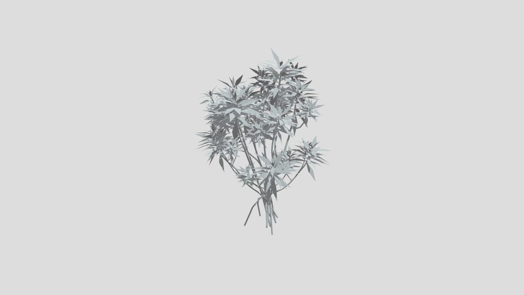 Honey Spurge Bush Med