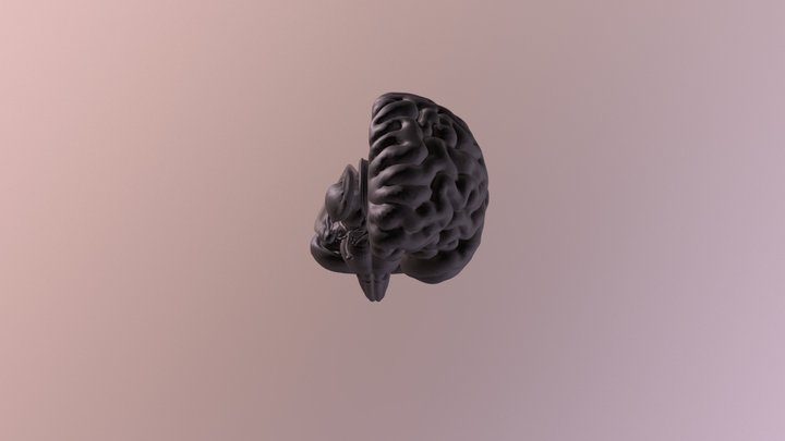 Side Brain 3D Model