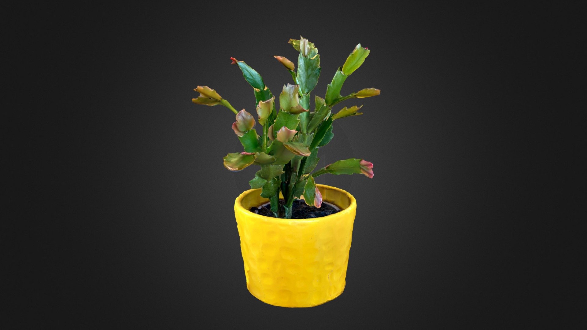Cactus