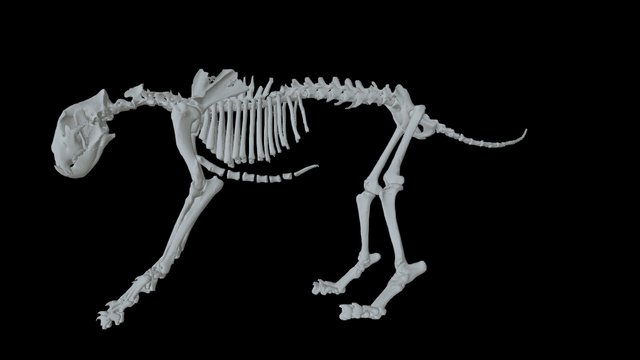 animal skeleton - A 3D model collection by ashpatot - Sketchfab