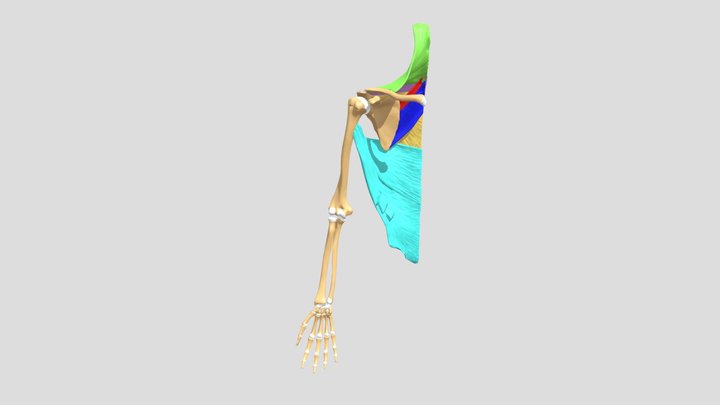 Muscles Connecting Upper Limb To Vertebrae 3D Model