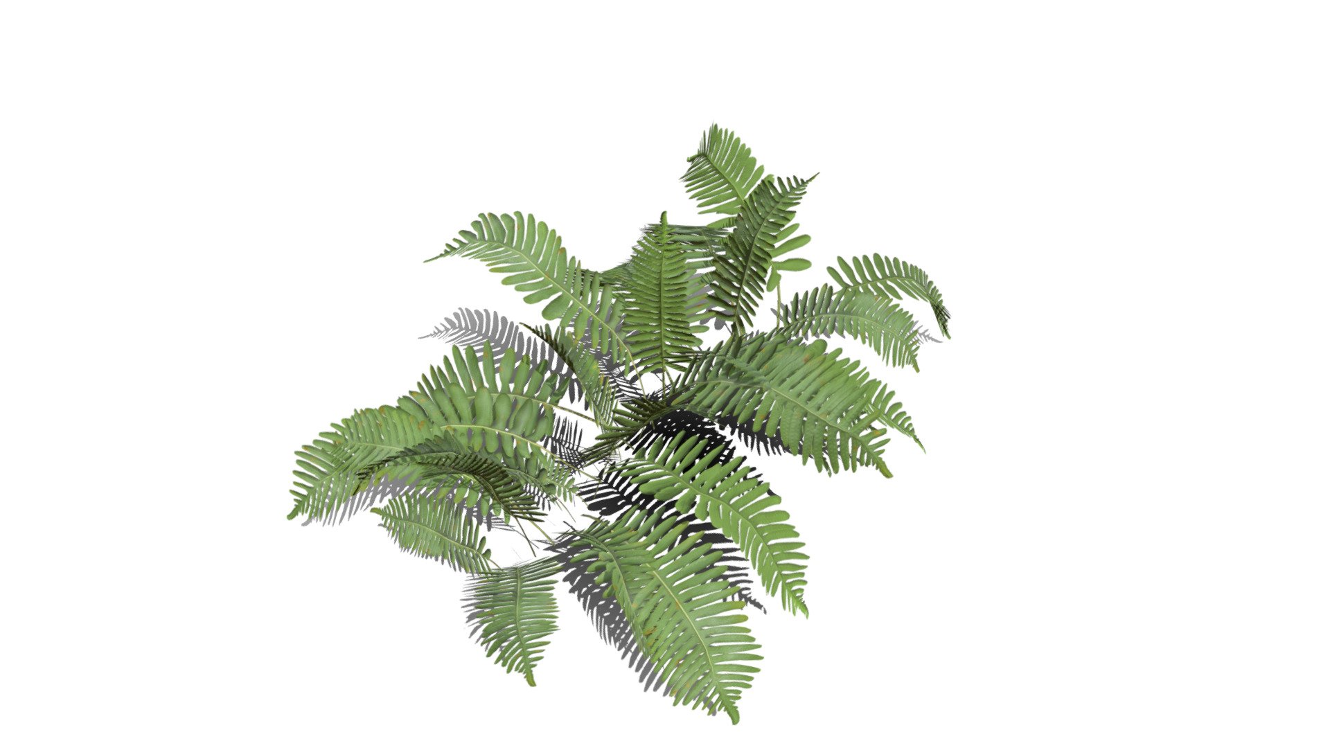 Realistic HD Common polypody fern (43/55) - Download Free 3D model by ...