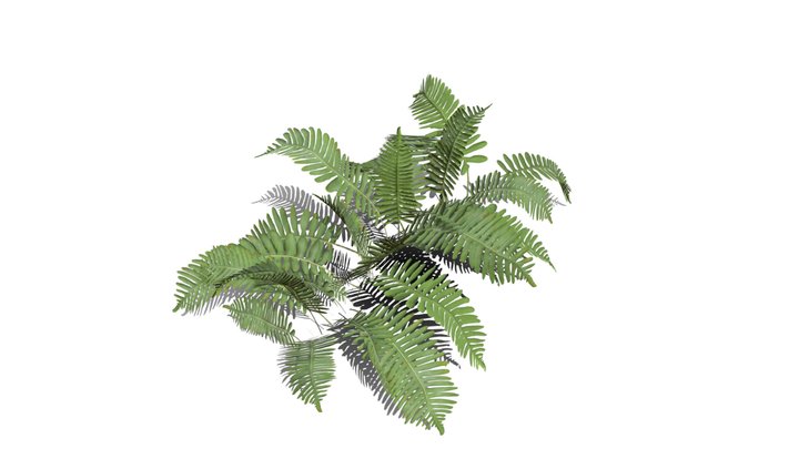Realistic HD Common polypody fern (43/55) 3D Model