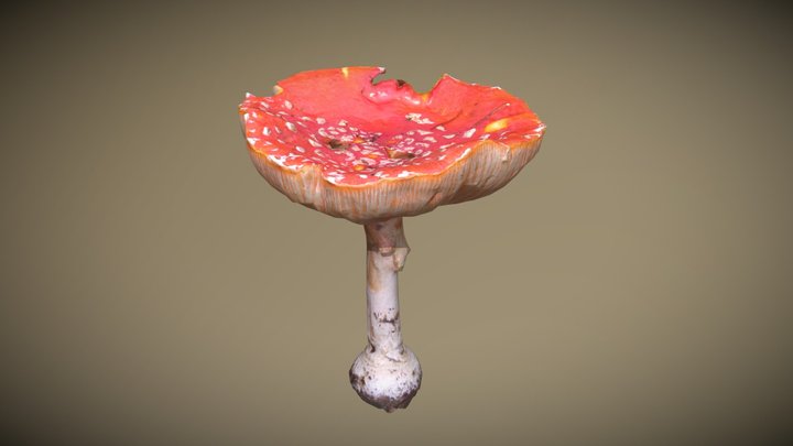 Amanita muscaria 3D Model
