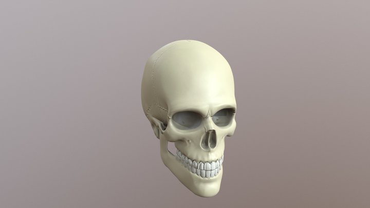 Skull 3D Model
