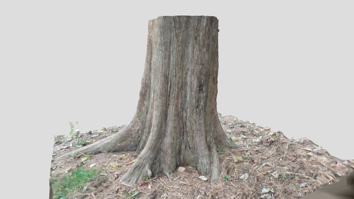 Cedar trunk 3D Model