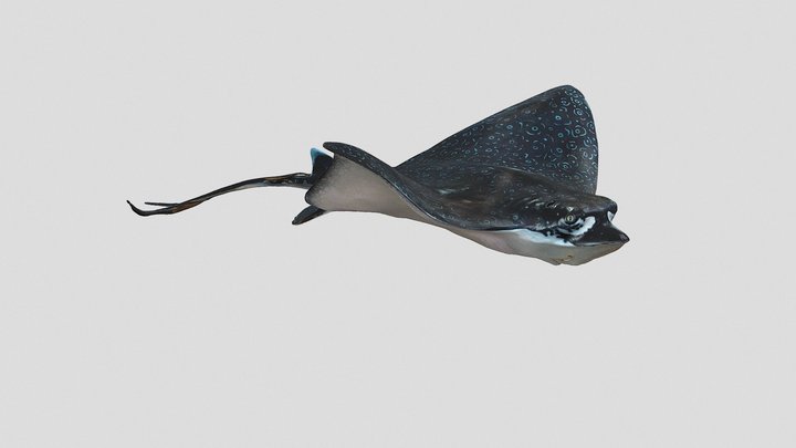 Aetobatus sp. 3D Model