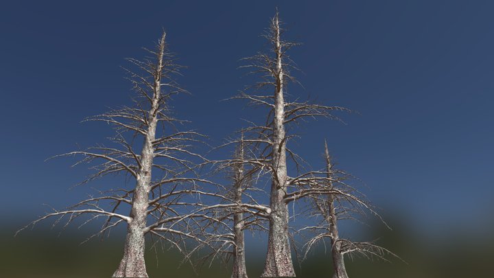 4 Dead Fir Trees Pack (ultrahigh-Poly) – Modello 3D gratuito STL
