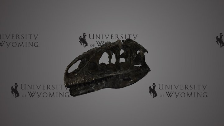 UW 46836 - Allosaurus fragilis, skull – Modello 3D gratuito STL