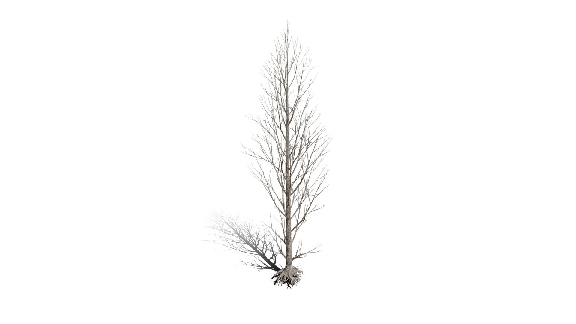 Realistic HD Black poplar (63/105) - Download Free 3D model by ...